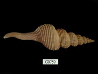 藏品(長旋螺)的圖片